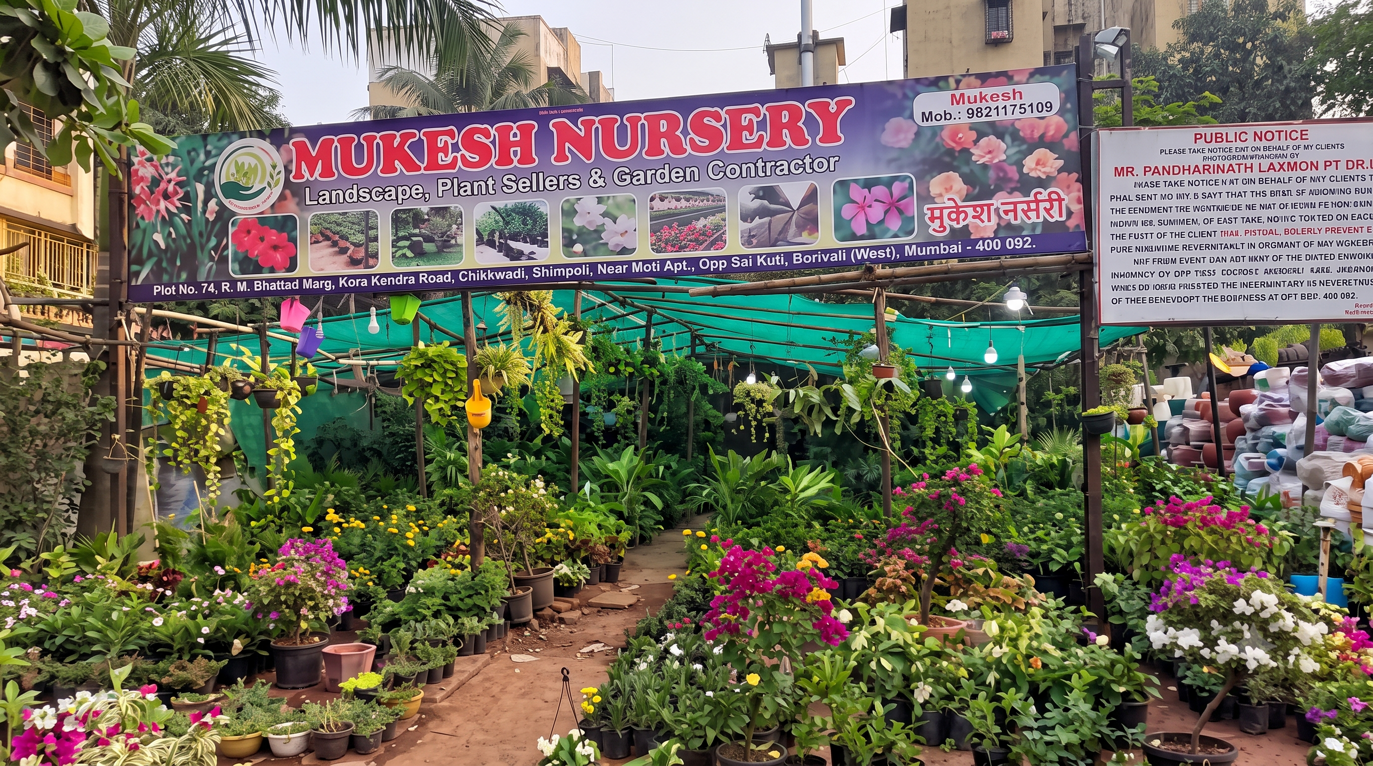 Lush green plants at Mukesh Nursery
