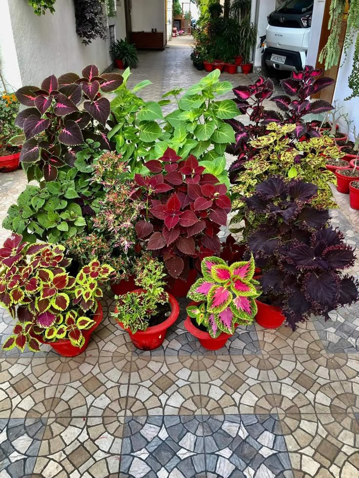 Outdoor Plants